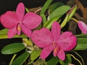 Flores 8